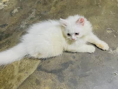 pure Persian kitten Available