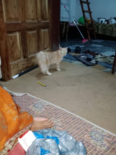 cat parsian