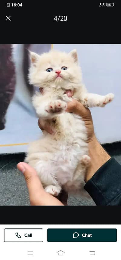 Persian cat for sale male my WhatsApp321=43=90=746