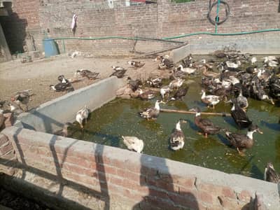 ducks for sale