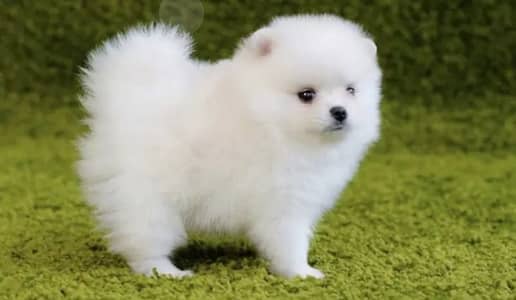 Pomeranian puppy dog 2 month age WhatsApp Number 03296428873 for sale