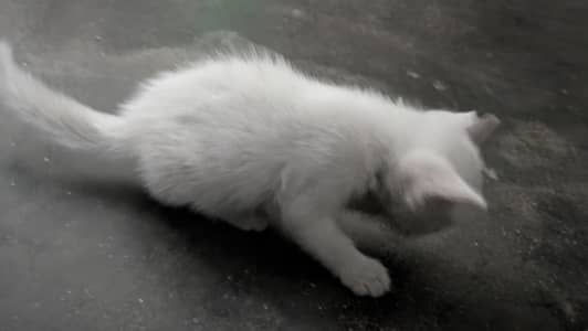 Most beautiful cat