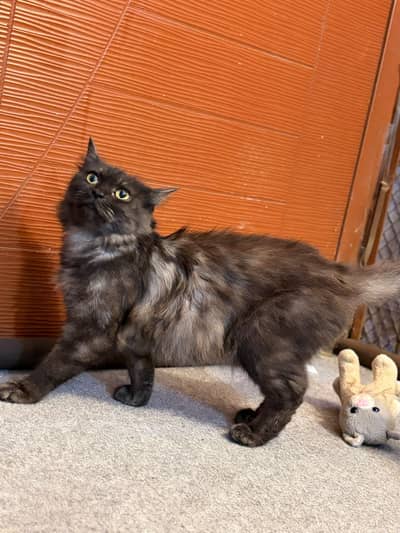 Persian cat