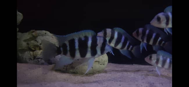 frontosa cichlid