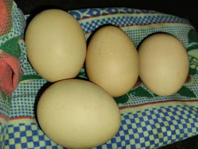 murgi ande dete ha eggs bhi available Han or aquarium bhi Avalible ha