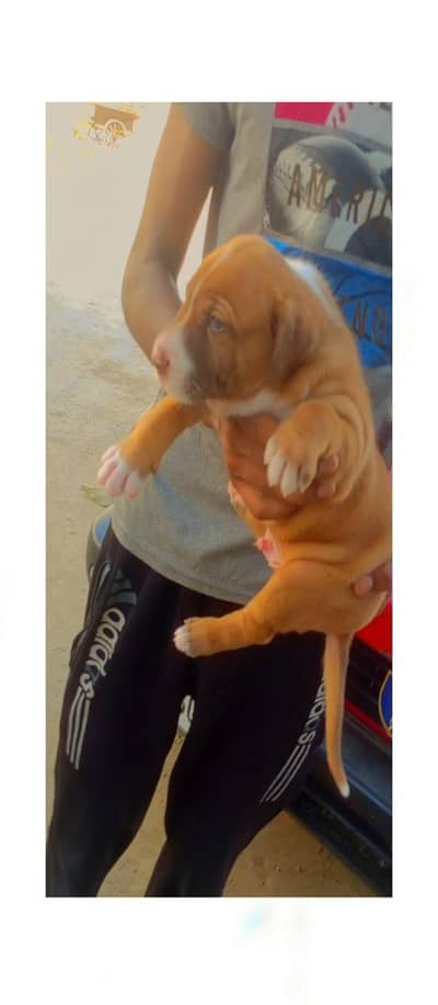 Bully gultair dog male