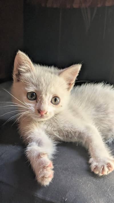 Persian kitten for sale