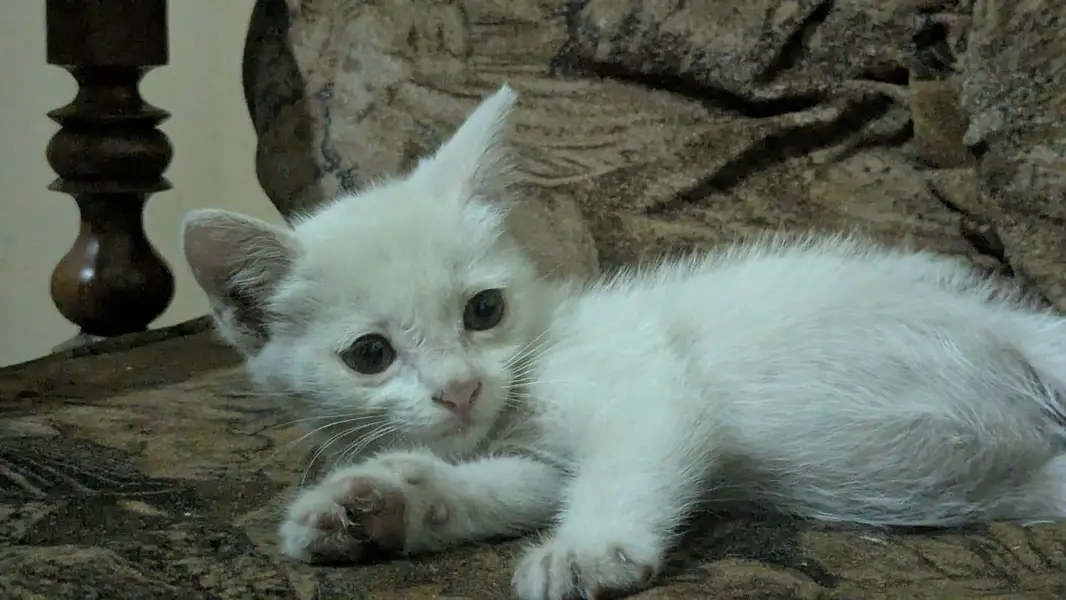 Persian kitten for sale — photo 2