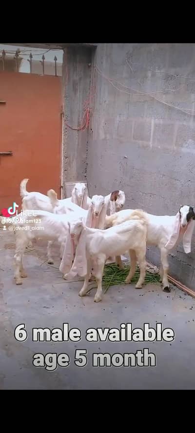 Gulabi goats bakra bakri