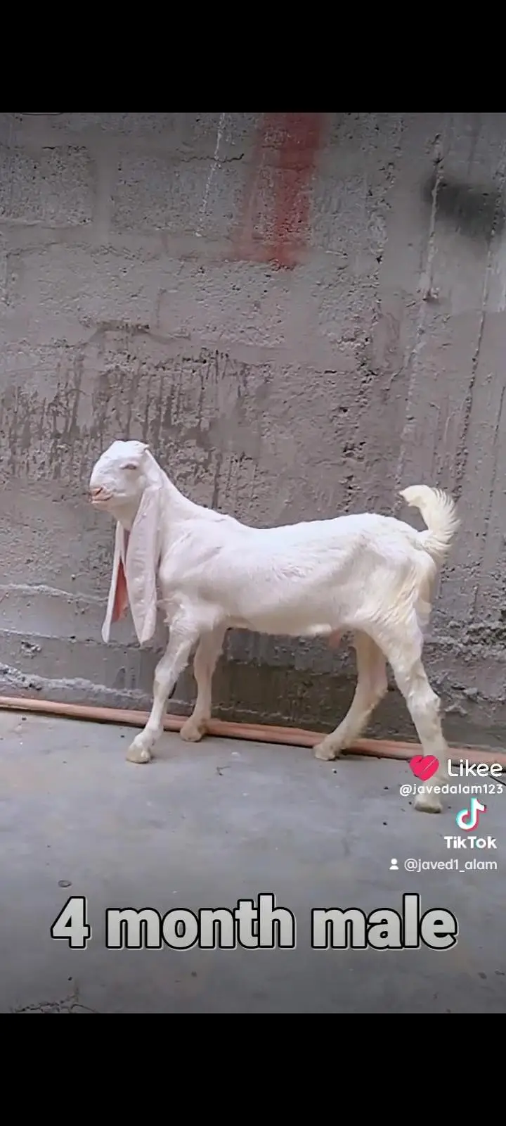 Gulabi goats bakra bakri — photo 2