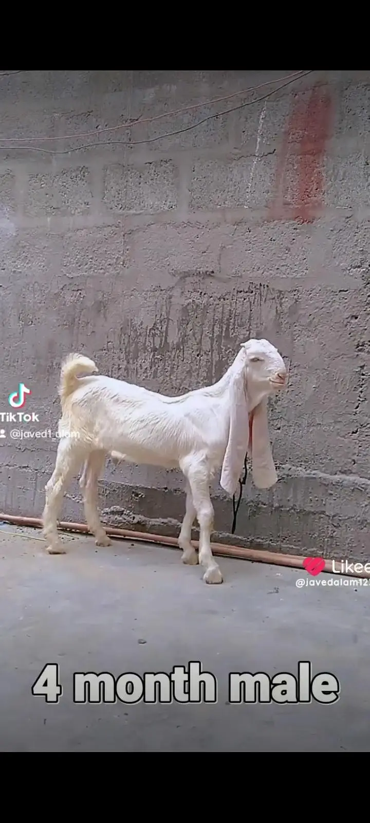 Gulabi goats bakra bakri — photo 3