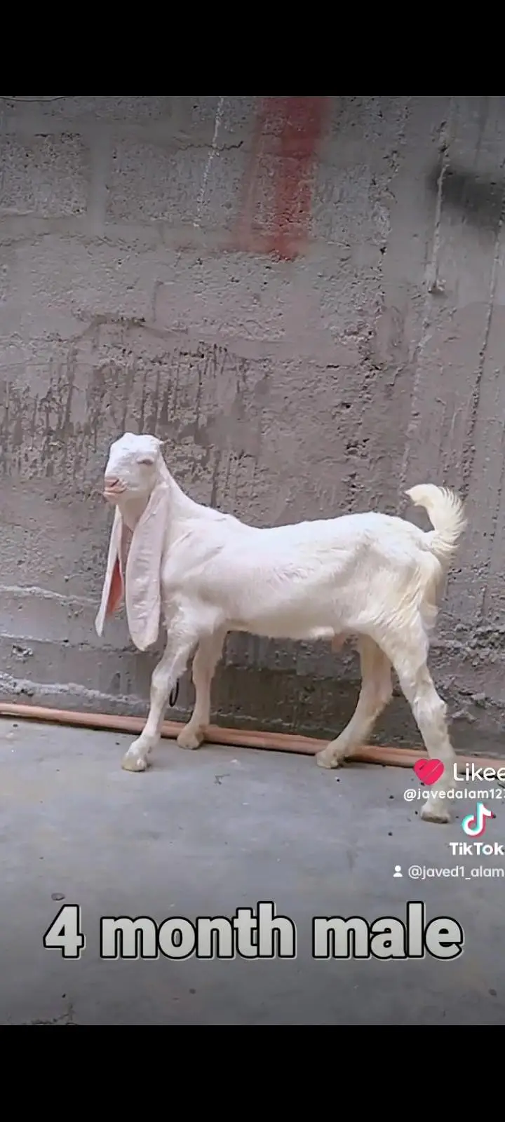 Gulabi goats bakra bakri — photo 4