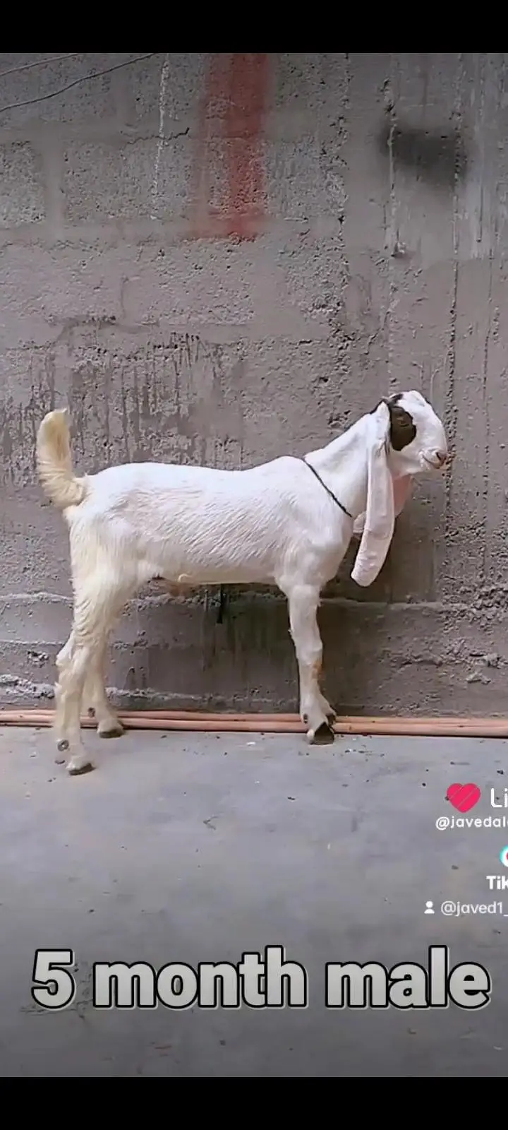 Gulabi goats bakra bakri — photo 5