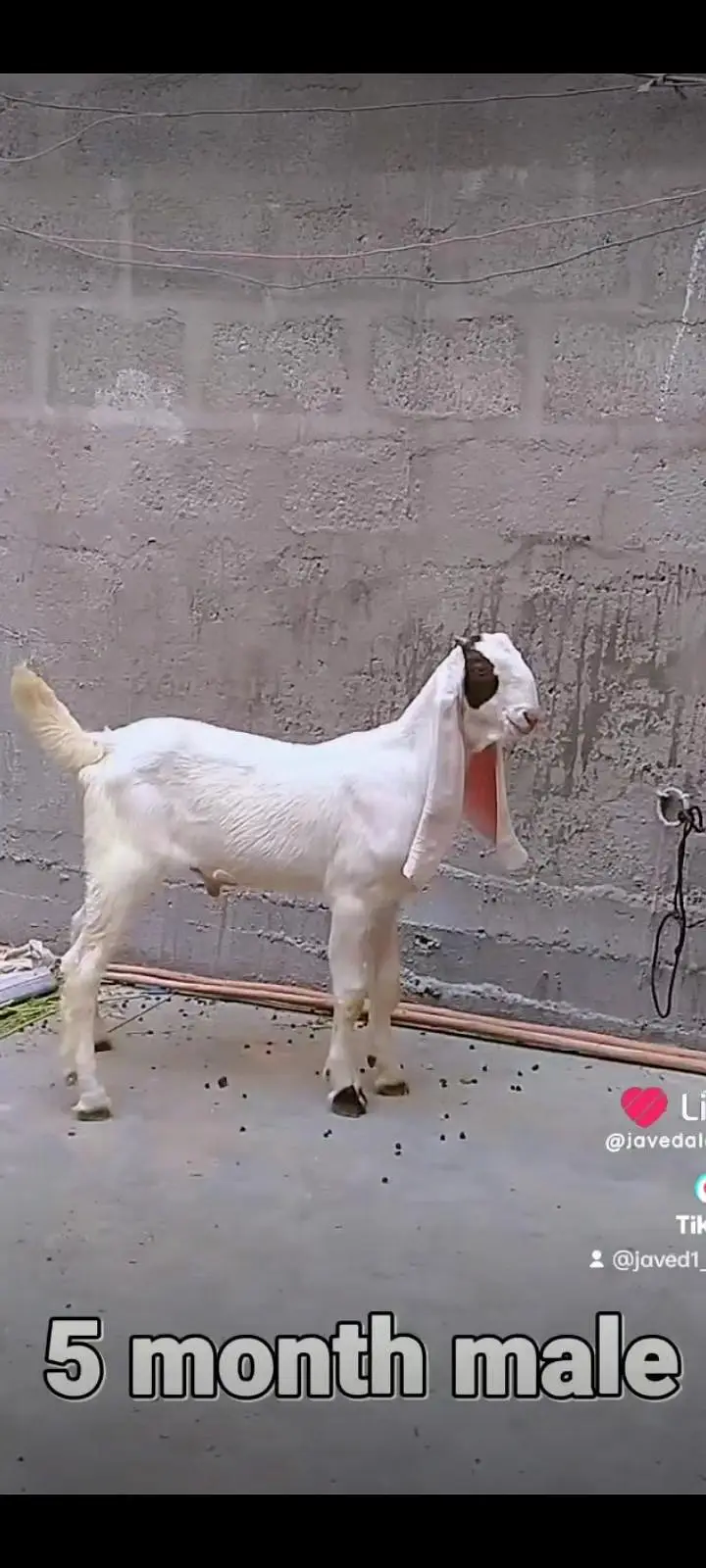 Gulabi goats bakra bakri — photo 6