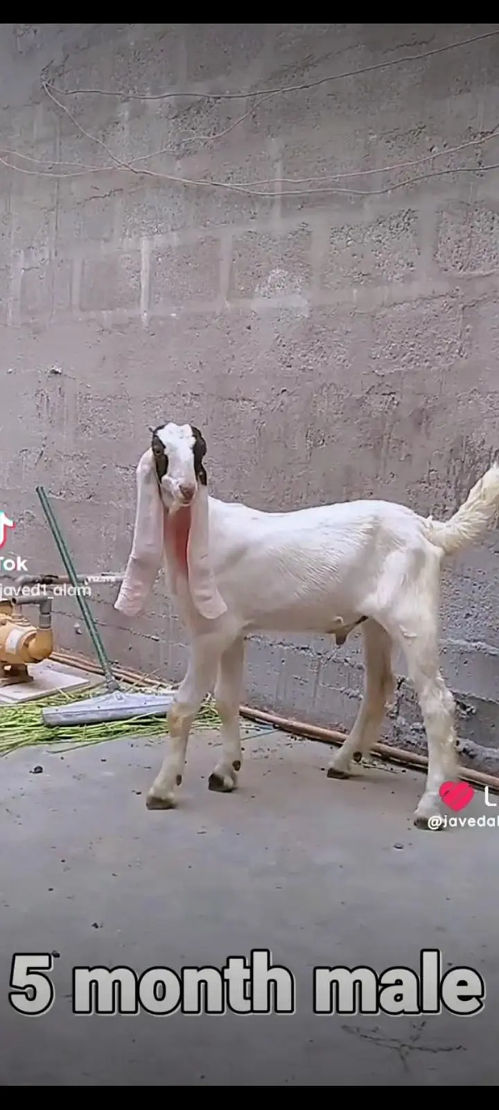 Gulabi goats bakra bakri — photo 7
