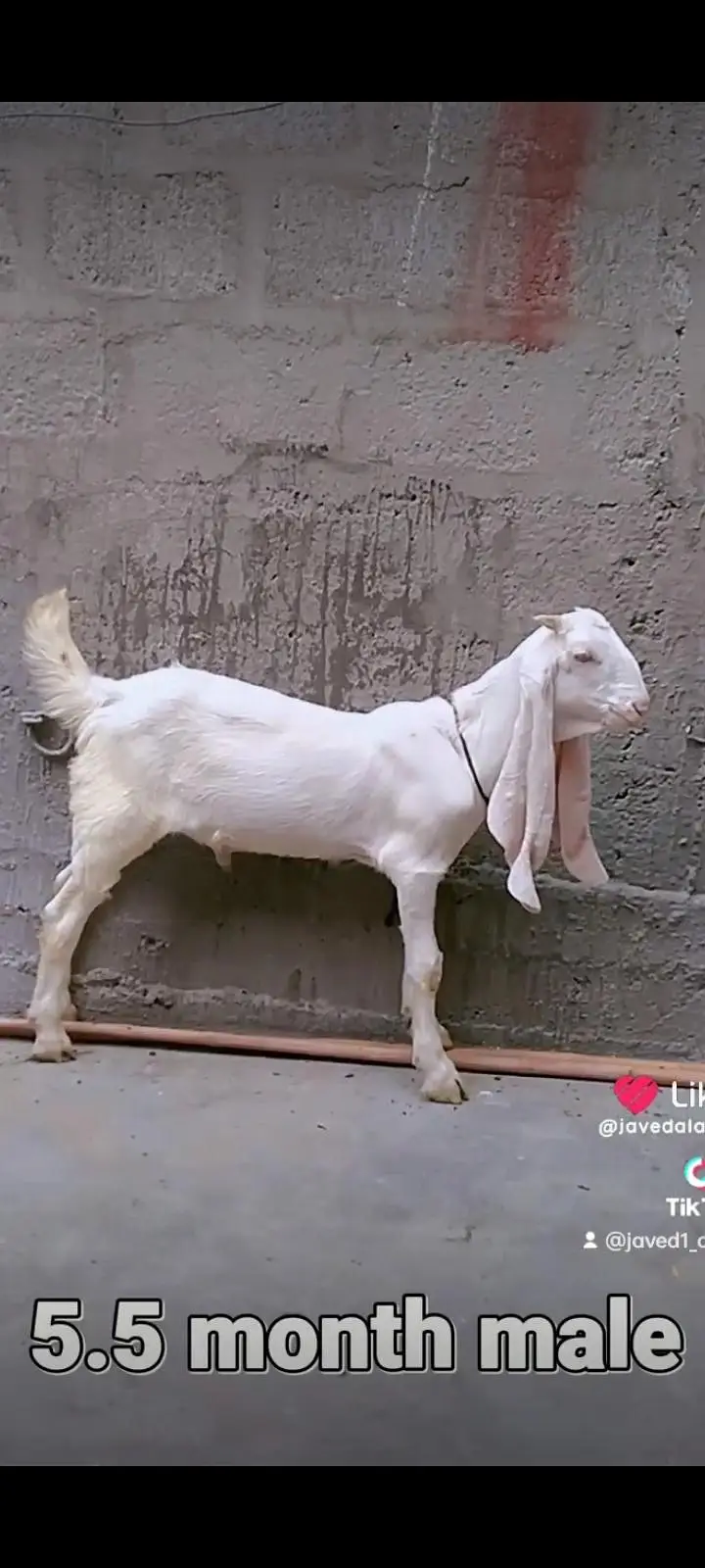 Gulabi goats bakra bakri — photo 8