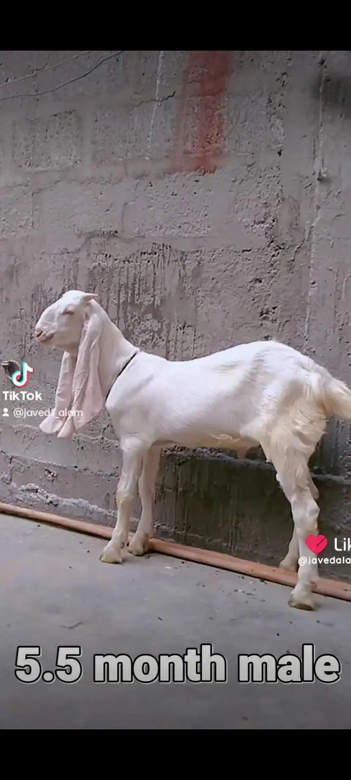 Gulabi goats bakra bakri — photo 9