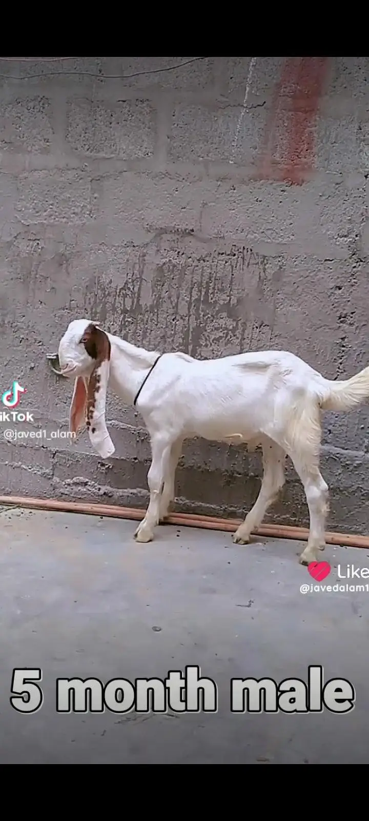 Gulabi goats bakra bakri — photo 10