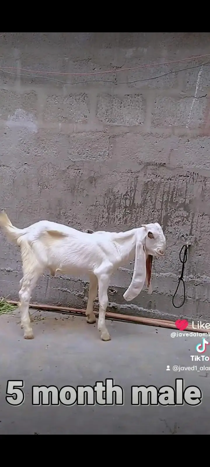 Gulabi goats bakra bakri — photo 11