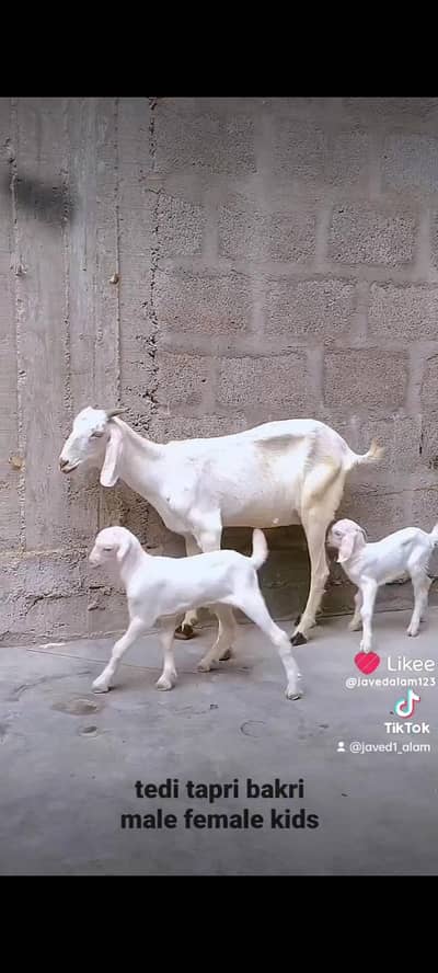 Gulabi goats bakra bakri