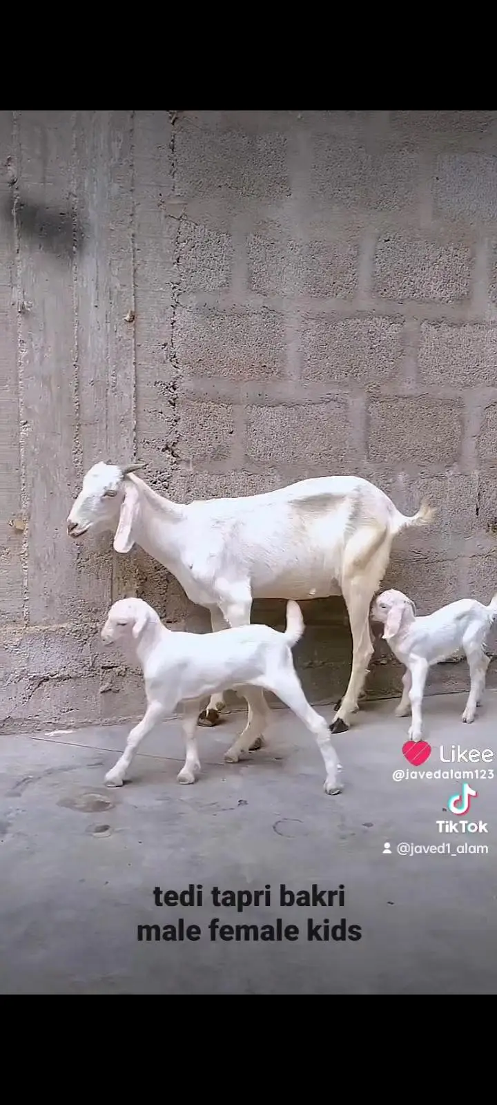 Gulabi goats bakra bakri — photo 12