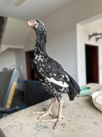 Pure Germen O Shamo Chicks | 9000 per