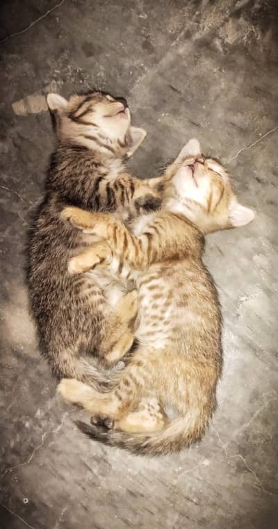 Persian kittens 30 Days