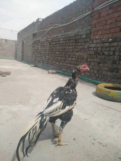 selling cheena lasani