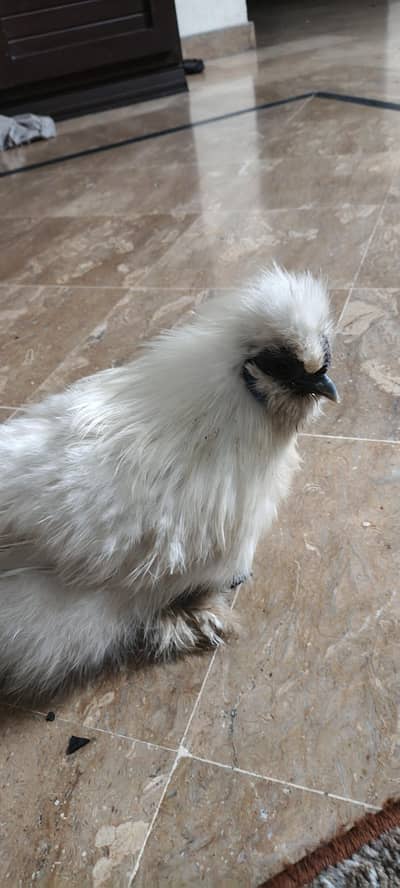 White Silkie Rooster (Male) – Healthy Young Bird for Sale | Gujranwala
