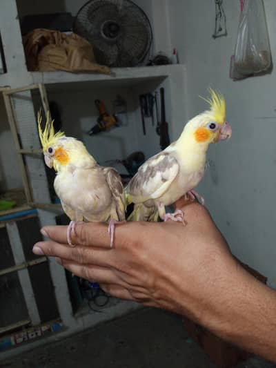 Hand tamed Cocktail pair for sale