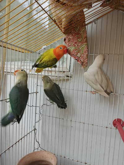 Home breed Lovebirds for Sale