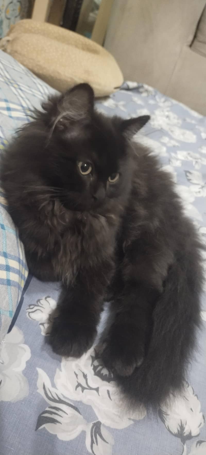 kittens 0