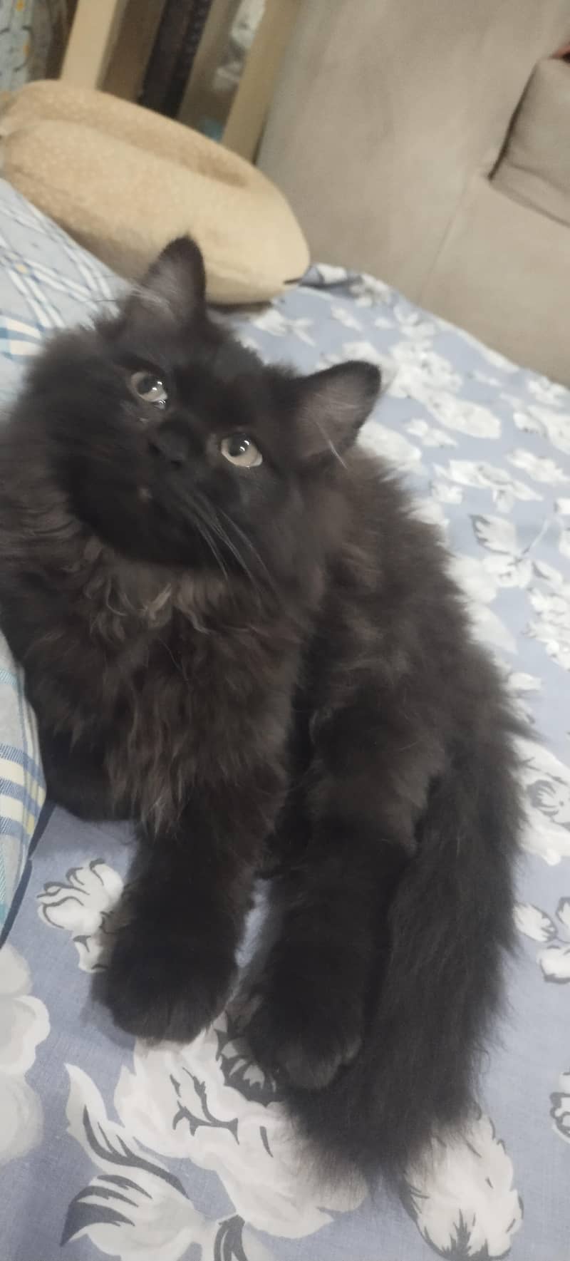 kittens 1