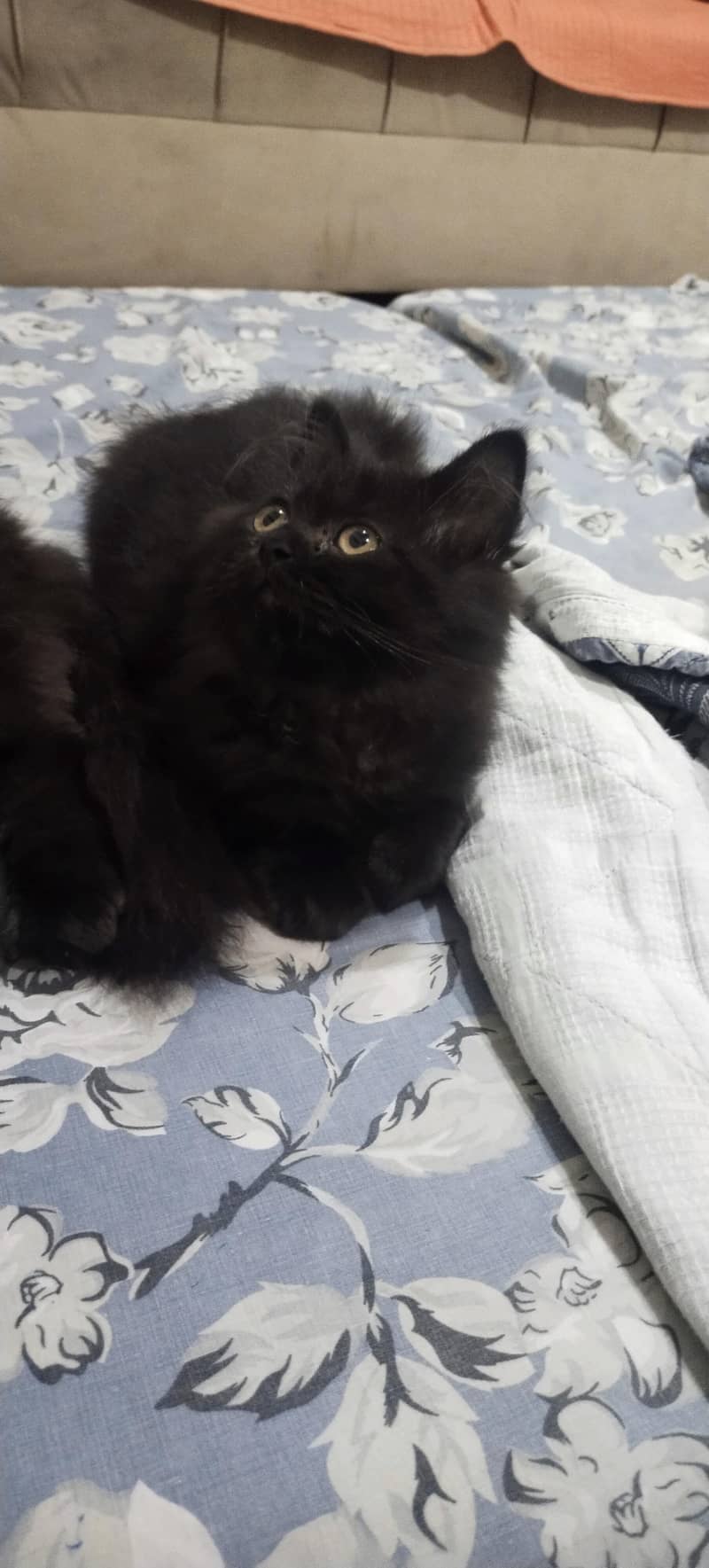 kittens 2