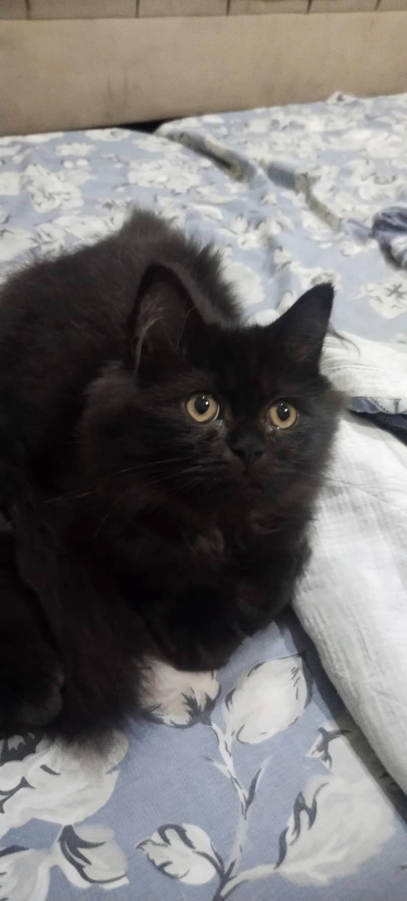 kittens 3