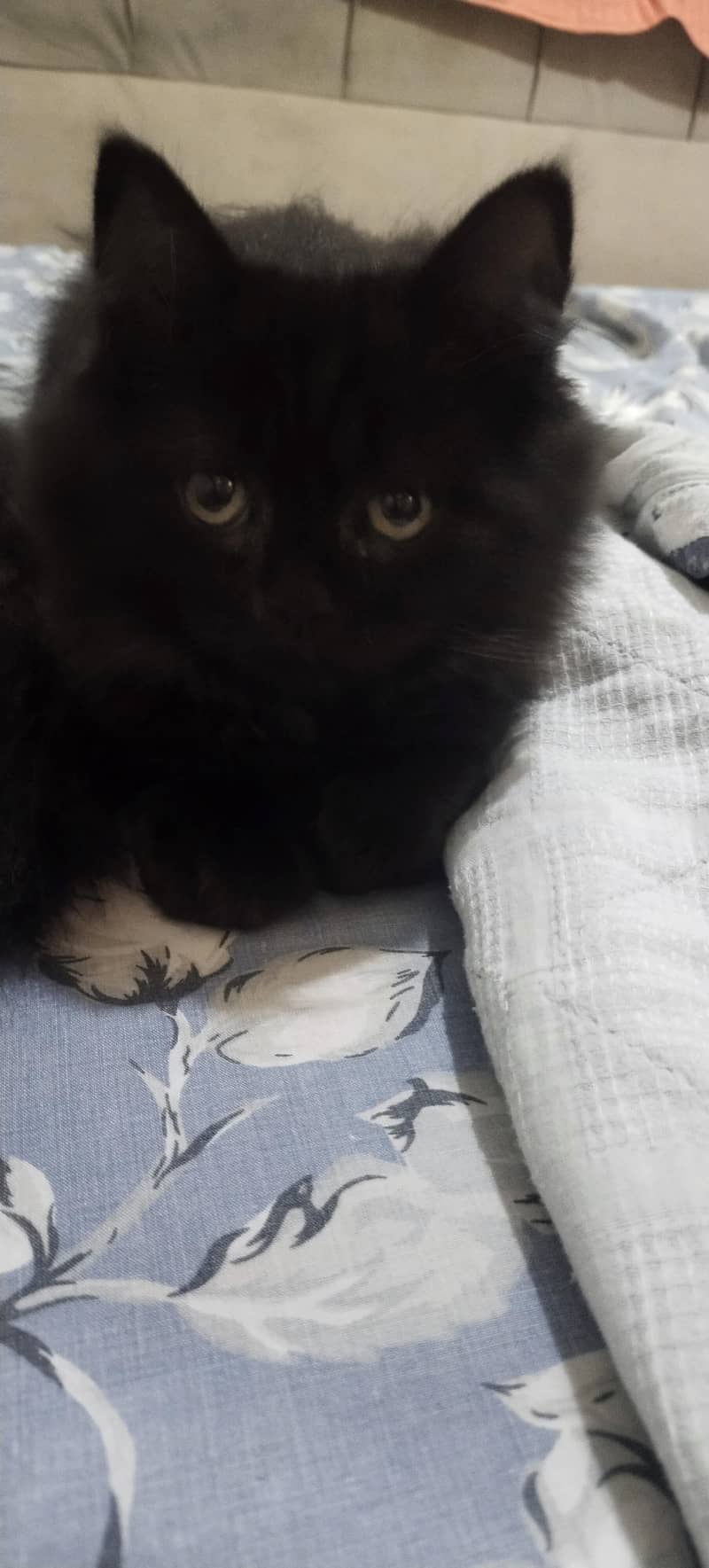 kittens 4