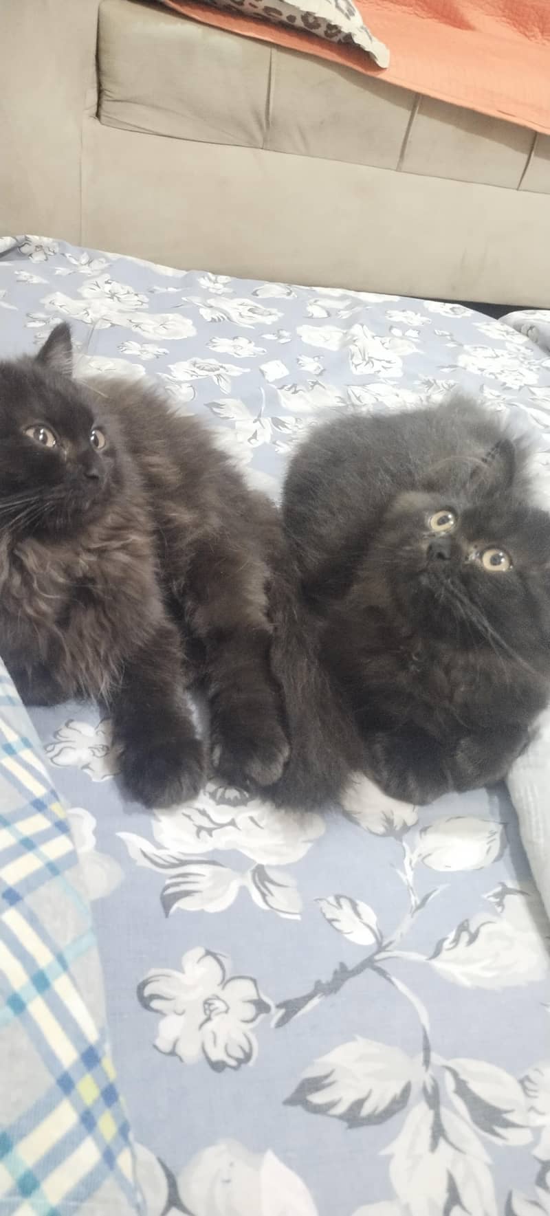 kittens 5