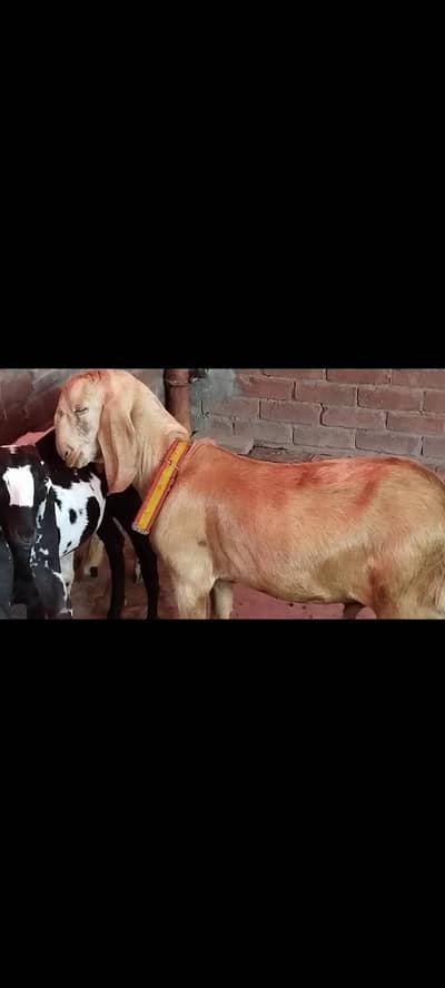 Breeder bakra for sale
