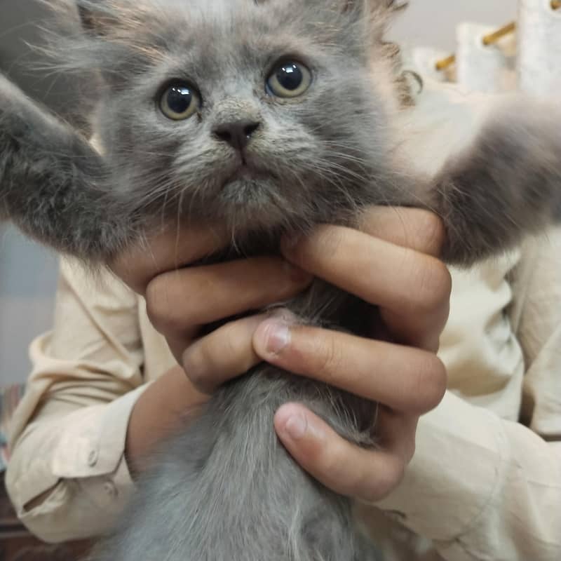 catsss 0