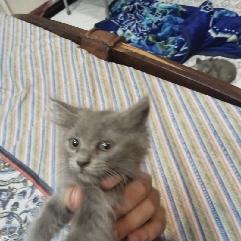 catsss 1