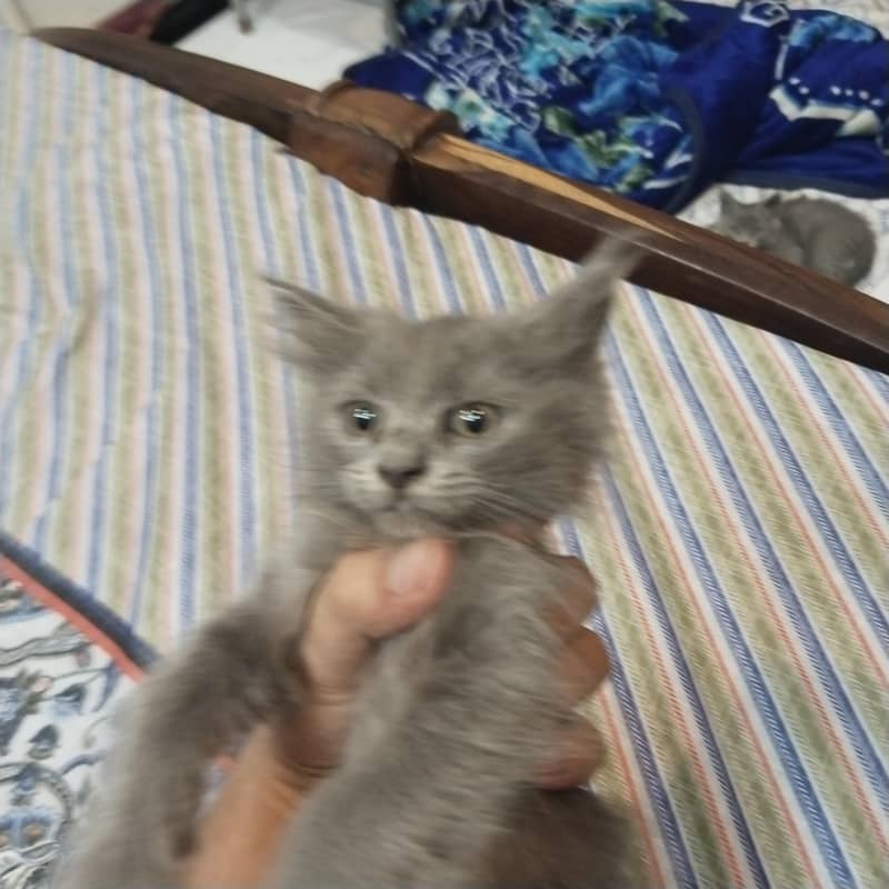 catsss 2