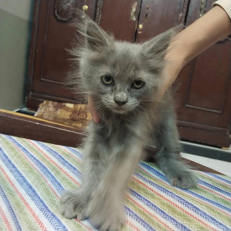 catsss 3
