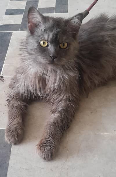 Kitten Male