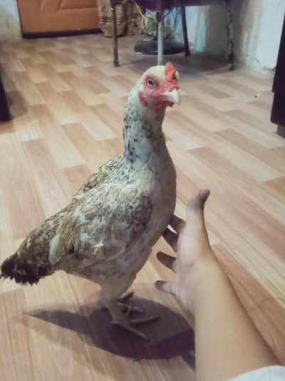 beautiful aseel female