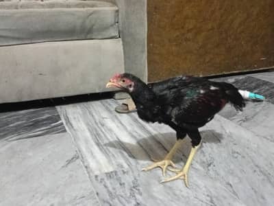 aseel hen for sale