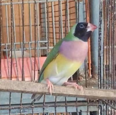 A 1 quality breeder and ready to breed pair gouldian