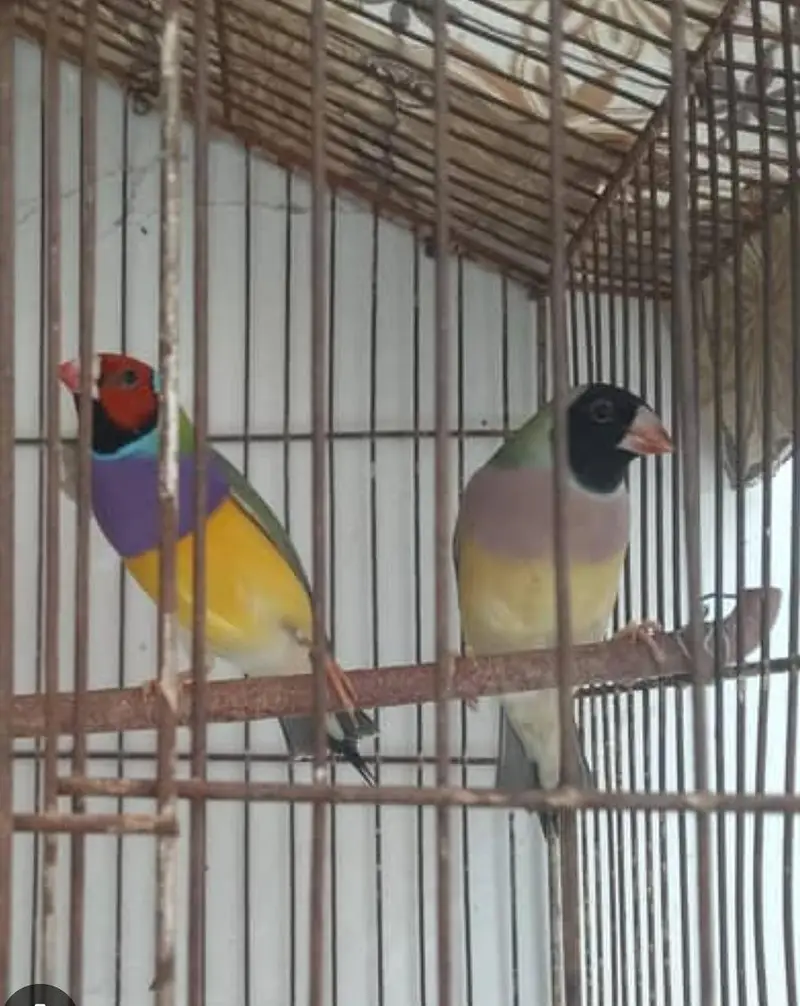 A 1 quality breeder and ready to breed pair gouldian — photo 2