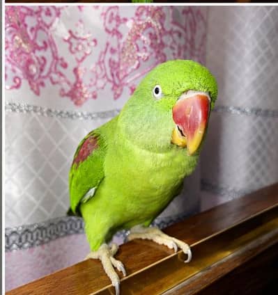 Healthy Alexandrine Parrot Pair for Sale – Active & Beautiful