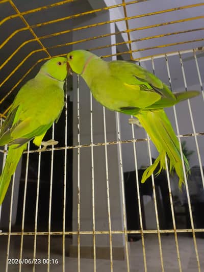 ring neck parrot