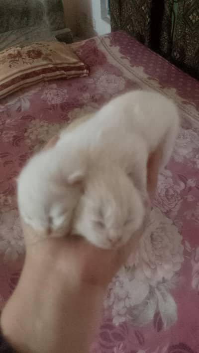 kittens